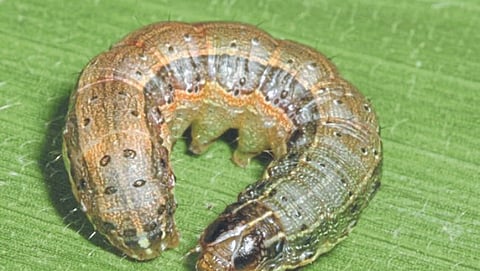 American Fall Army Worm