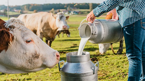 Milk