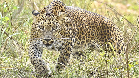 leopard