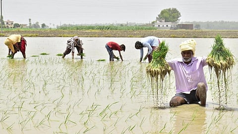 Paddy Cultivation
