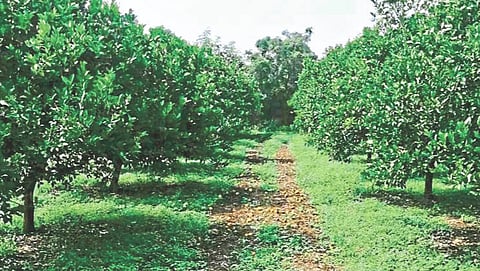 Orchard cultivation