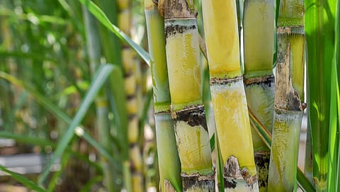 Sugarcane Harvesting