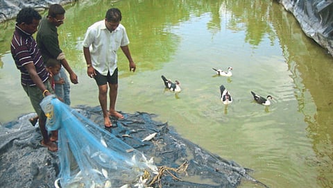 Fisheries