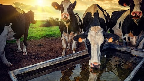 animal drinking water