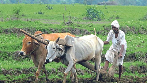 Agriculture Management