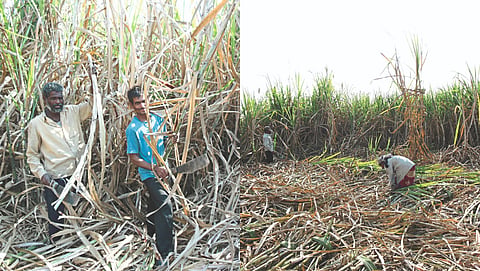 Sugarcane Worker
