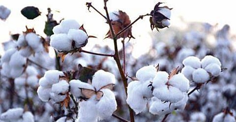 cotton rate