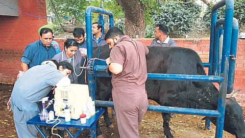 Animal Care