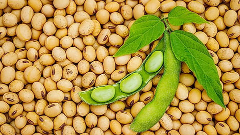 Soybean