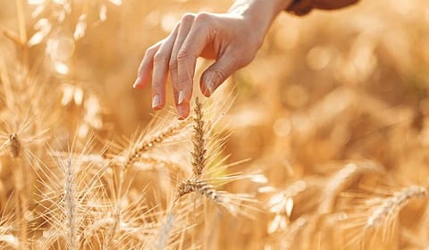 Wheat Harvesting