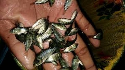 Stocking Of Fish Seed