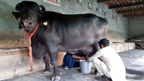 Buffalo Milk Production