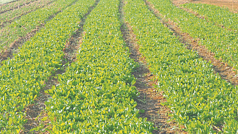 Sustainable agriculture