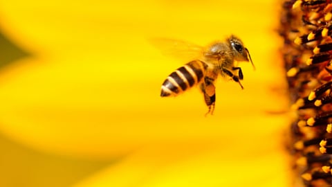 Honey Village