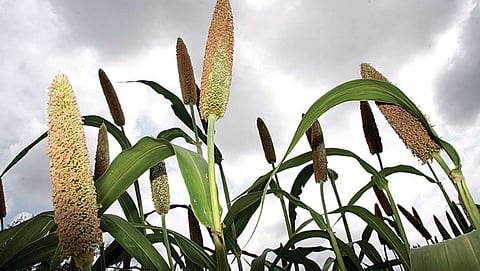 Summer Crops