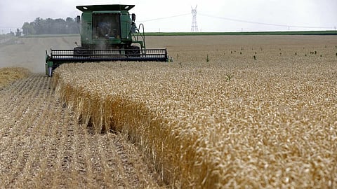 Pusa Soft Wheat