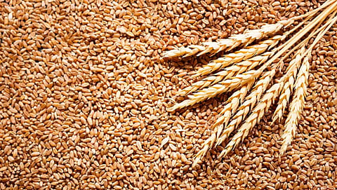 Wheat Production