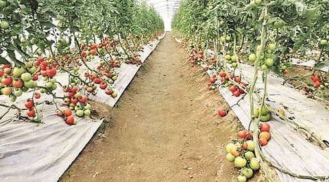 Horticulture