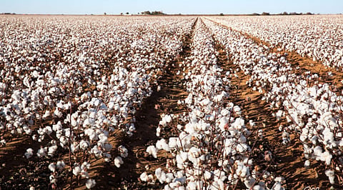 Cotton Cultivation
