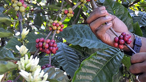 Climate Smart Coffee