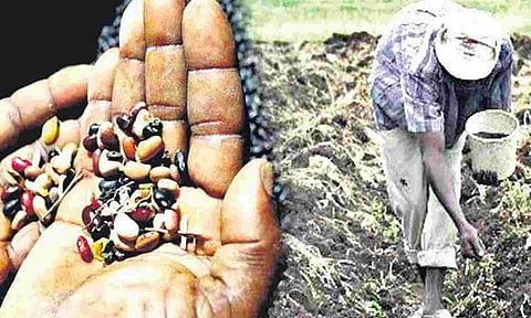 Bogus Seed