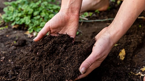 Organic Carbon