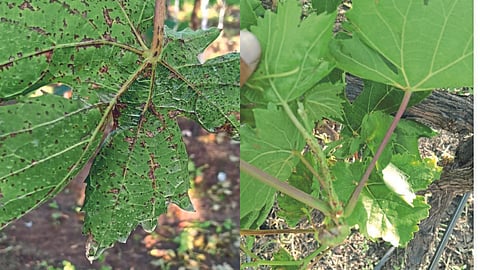 Grape