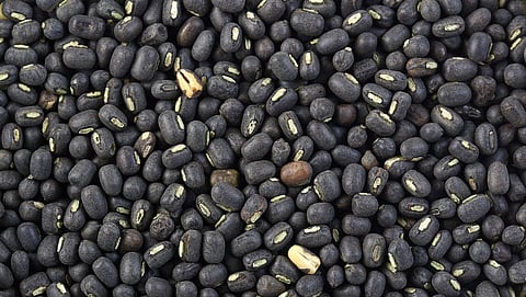 Black Gram
