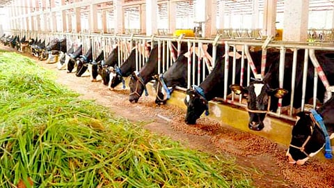 Dairy Farmers