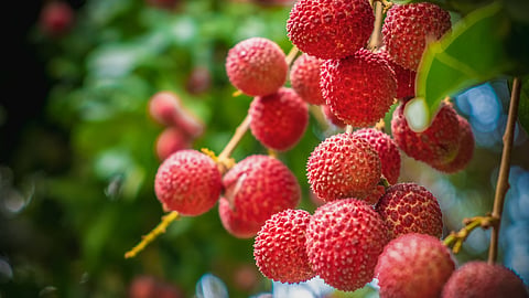 Lychee Fruit