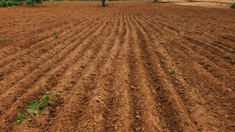 Agriculture Land
