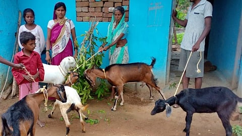 goat selection criteria