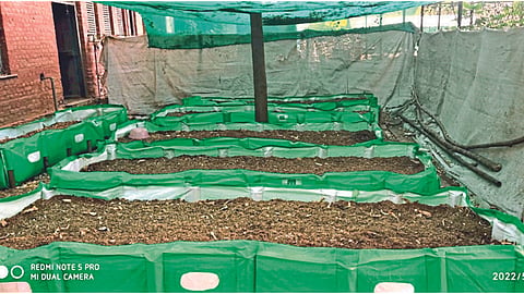 Vermicompost
