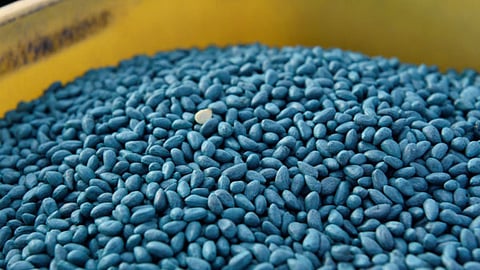 Cotton Seed