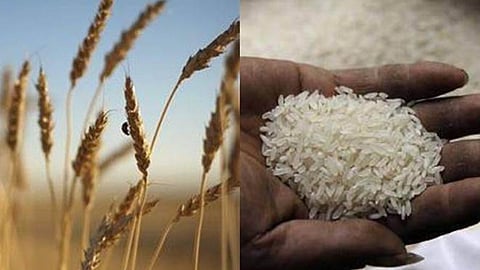 Wheat And Rice