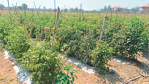 Vegetable Production