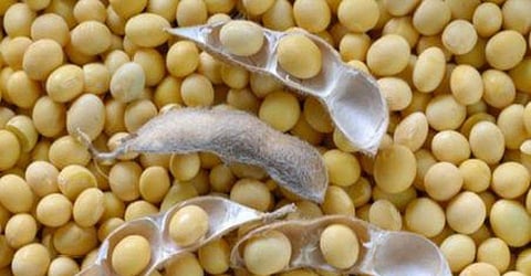 soybean