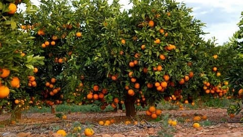 Orange Farming