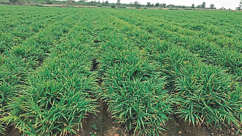 Ginger Cultivation