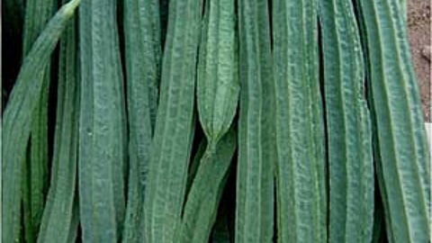 Defective Seeds