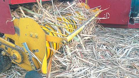 Sugarcane Trash