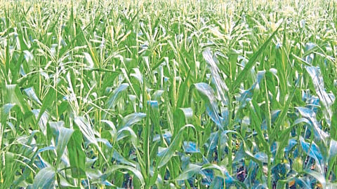 Maize