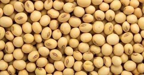 Soyabean Rate Today