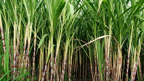 Sugar Industry