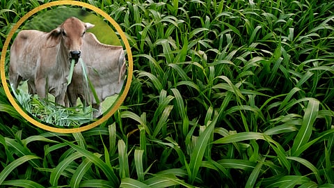Fodder Plantation In Monsoon Season