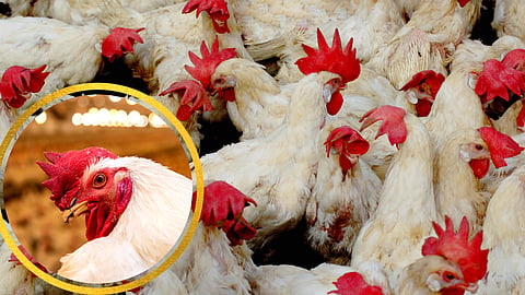 Poultry Diseases information