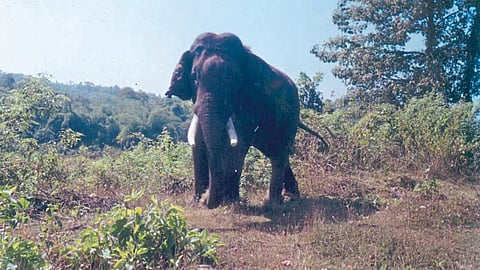 Elephant