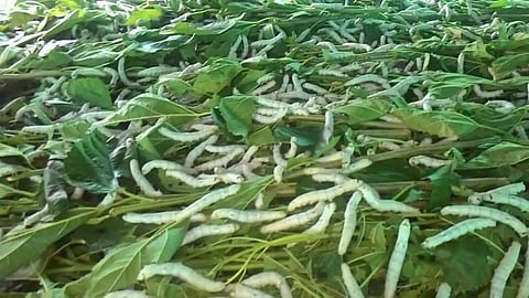 Silk Farming