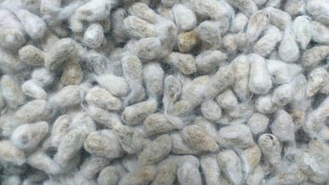 Cotton Seed