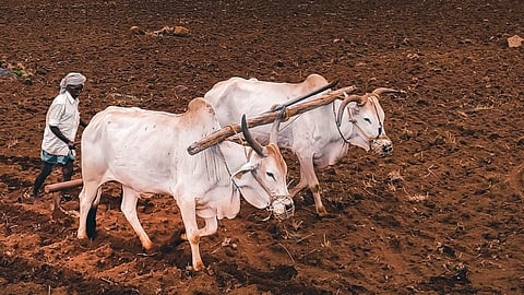 Government Scheme